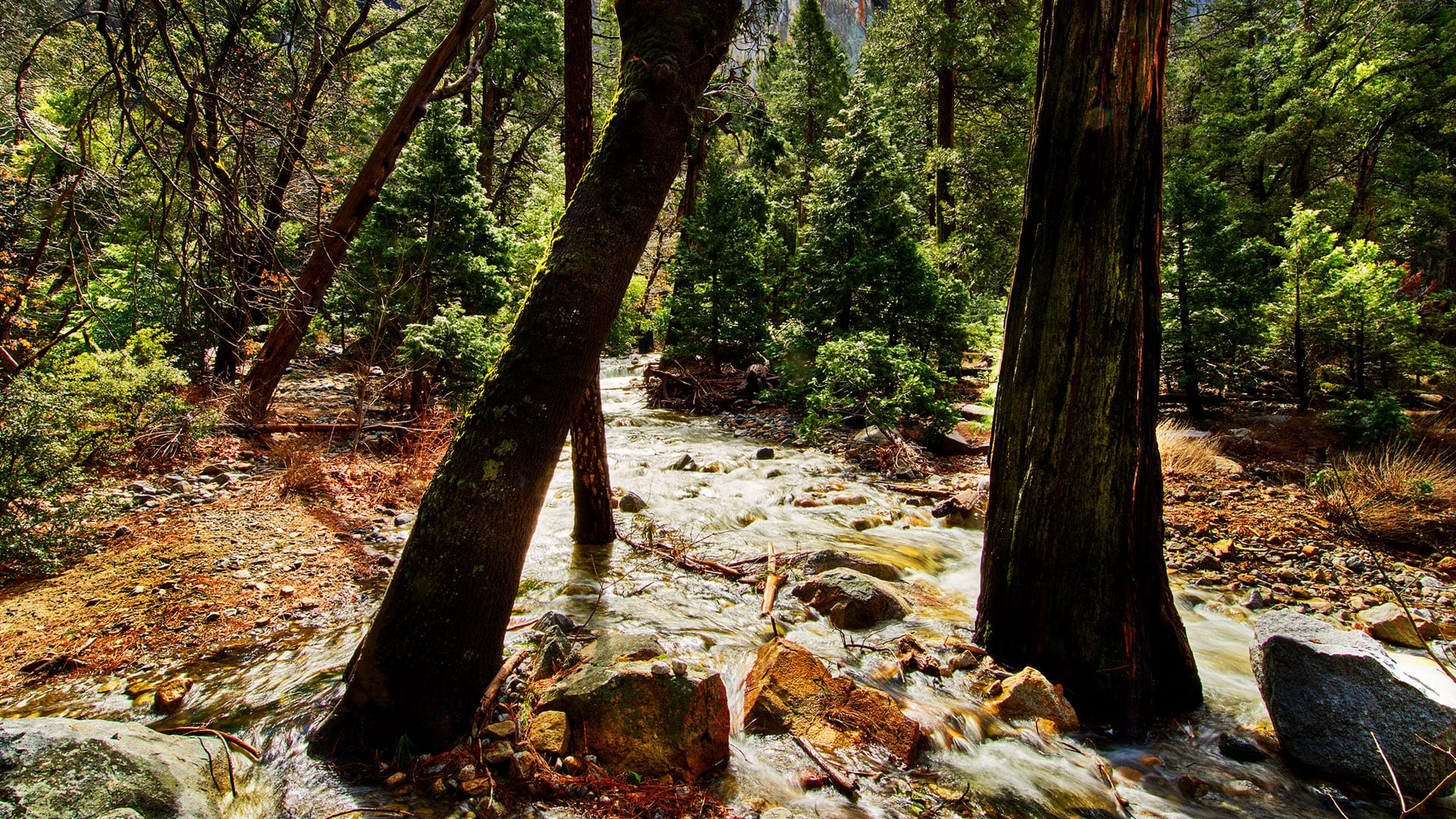 Wood Trays Canada Disposable never looked so classy.